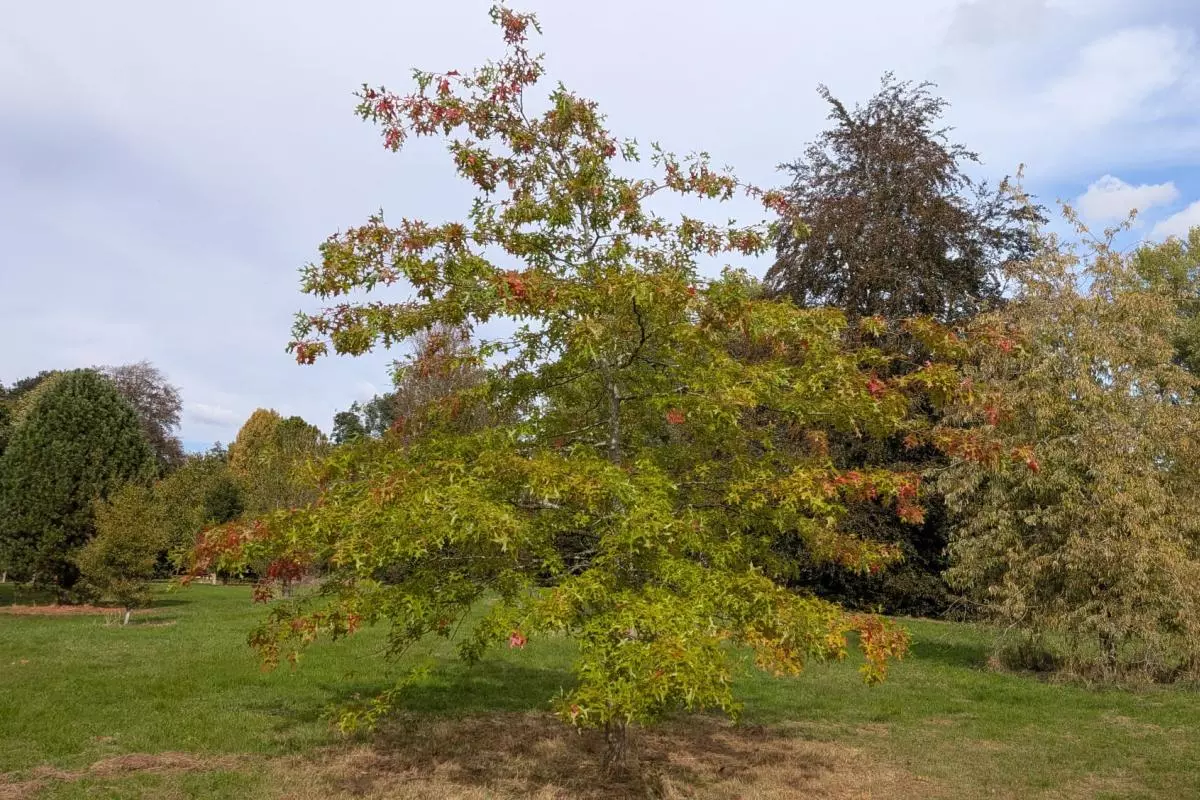 Autumn tree 