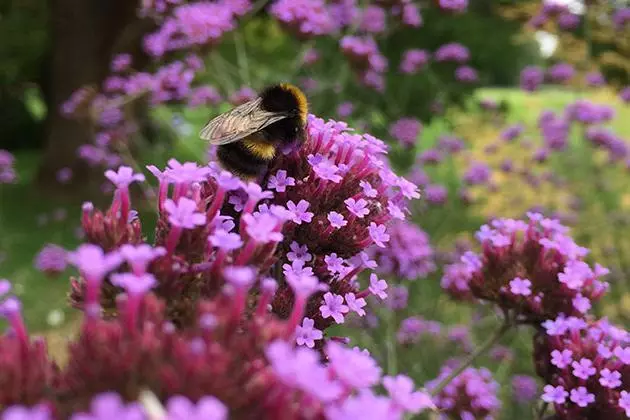 Verbena bonariensis