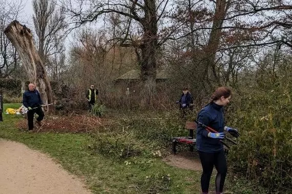 Parks team rejuvenating overgrown shrubs