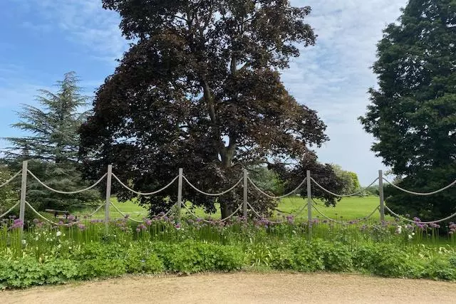 Wildflowers in University Parks