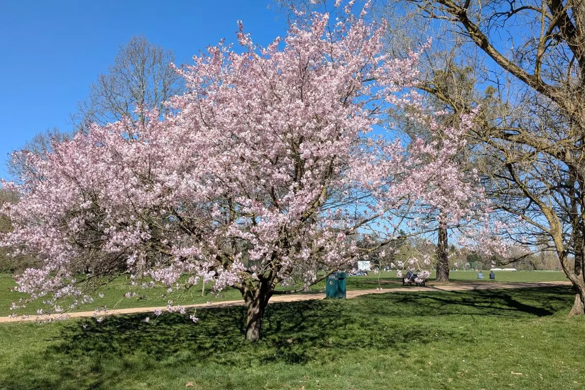 cheery tree blossom